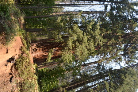view of the redwood forest in Sequoia National Park, Californiaの写真素材