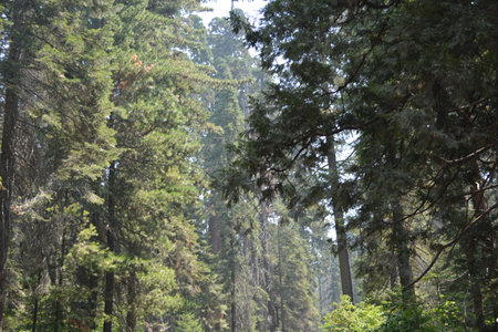 Pine trees in the forest. Nature background. Selective focus.の写真素材