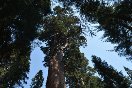 Sequoia National Park in California, USA. Tallest trees in the world.の写真素材