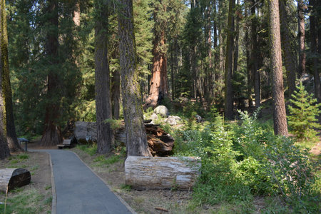 Park in Sequoia National Park, California, United States.の写真素材