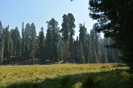 Giant Sequoia Trees in Sequoia National Park, Californiaの写真素材