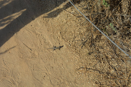 Small Lizard Scurrying Across a Sandy Path in Bright Sunlight During Midday in a Natural Settingの写真素材
