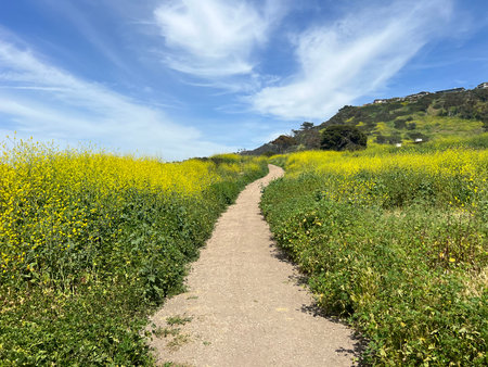 Breathtaking Trail Through Vibrant Wildflowers Under a Bright Blue Sky in a Tranquil Landscapeの写真素材