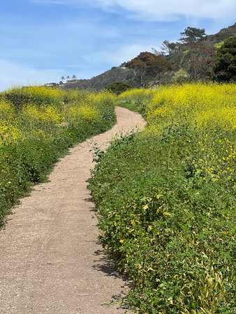 Scenic Pathway Through Vibrant Yellow Wildflowers Under a Blue Sky on a Sunny Dayの写真素材