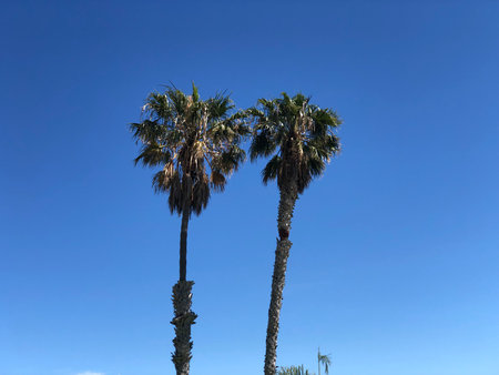 Two Tall Palm Trees Standing Under a Bright Blue Sky in a Sunny Tropical Locationの写真素材