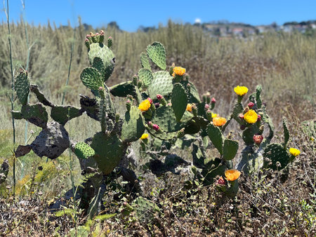 Vibrant Cactus Blooms in the Sunlit Landscape Near a Coastal Area During Springtimeの写真素材
