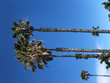 Sunny Afternoon by Swaying Palm Trees Under a Clear Blue Sky in a Tropical Paradiseの写真素材