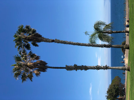 Tall Palm Trees Sway Gently Against a Clear Blue Sky Near the Ocean, Creating a Peaceful Scene by the Beach During a Sunny Afternoonの写真素材