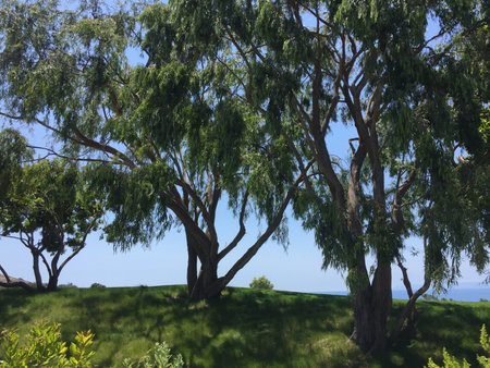 Lush Green Trees Sway Gently Under the Clear Blue Sky by the Serene Coastlineの写真素材