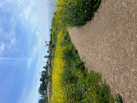 Lush Yellow Flowers Lining a Winding Path Along the Coast on a Sunny Afternoonの写真素材