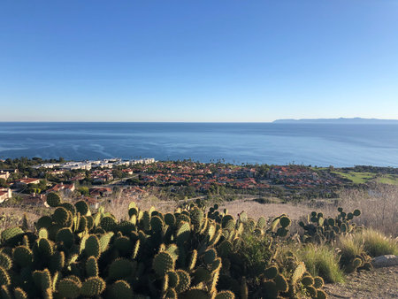 Scenic Coastal View With Cacti Overlooking a Vibrant Community Under a Clear Blue Skyの写真素材