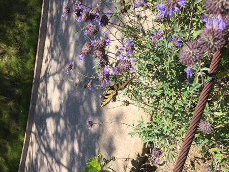 Colorful Butterfly Perched on Vibrant Purple Flowers in a Sunny Garden Settingの写真素材
