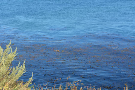 Calm Coastal Scene With Gentle Waves and Seaweed Dancing Under Bright Sunlight Near a Tranquil Shorelineの写真素材
