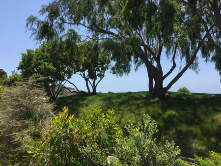 Lush Green Landscape Under a Clear Blue Sky With Vibrant Foliage on a Sunny Afternoon by the Hillsideの写真素材