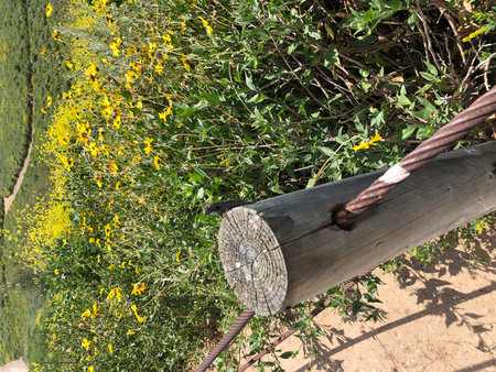 Wooden swing in the garden with yellow flowers on a sunny dayの写真素材