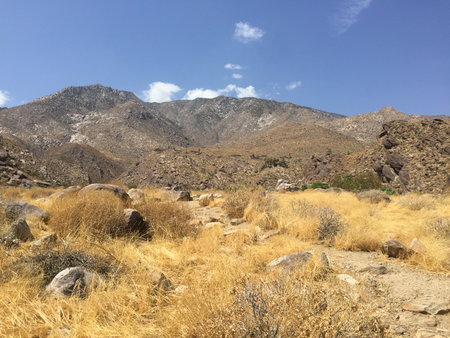 Golden Grasses Sway Gently Under the Bright Sun Near Rugged Mountains in a Tranquil Desert Landscapeの写真素材