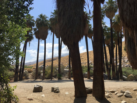 Palm Trees Sway Gently in the Warm Sun, Casting Long Shadows Over the Sandy Ground in a Tranquil Desert Oasisの写真素材