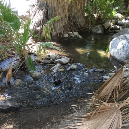 Nature's Hidden Gem: A Peaceful Stream Flows Through Lush Palm Trees at Middayの写真素材