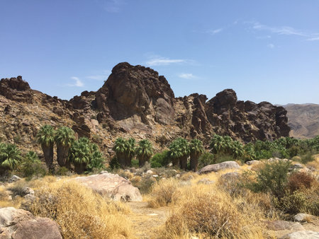 Exploring the Striking Desert Landscape With Towering Rock Formations and Lush Palm Trees Under a Bright Blue Skyの写真素材