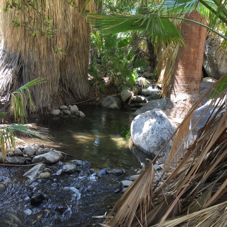 Discovering Tranquility Near a Serene Stream Surrounded by Lush Palm Trees and Natural Rocks in a Vibrant Oasisの写真素材