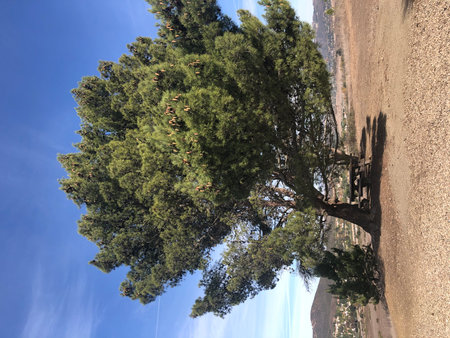 Majestic Pine Tree Offers Shade and Beauty on a Sunny Day in the Serene Countryside of Californiaの写真素材