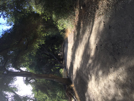 Trees in the shade of the sun In Malibu State Park, CAの写真素材