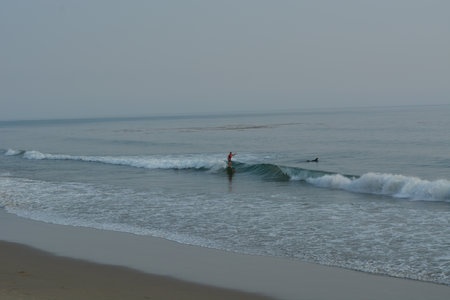 Surfer Catching a Wave as a Dolphin Swims Nearby During a Calm Morning at the Beachの写真素材