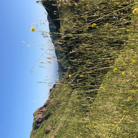 Lush Green Valley Framed by Wildflowers Under a Clear Blue Sky in Late Afternoon Sunlightの写真素材