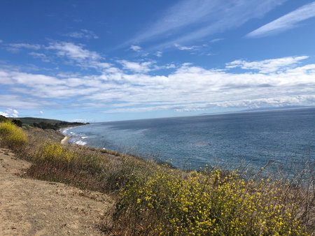 Breathtaking Coastal View With Wildflowers and Serene Ocean Waves on a Sunny Day in Californiaの写真素材
