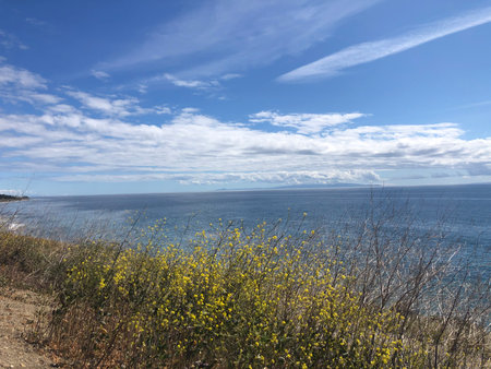 Scenic Coastal View Featuring Blooming Yellow Flowers Against a Vibrant Blue Ocean Under a Clear Skyの写真素材
