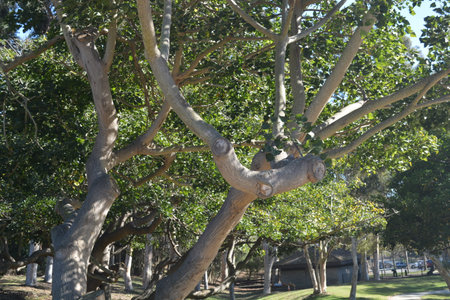 Sunlight Filters Through Lush Green Leaves on Trees in a Serene Park Setting During a Bright Afternoonの写真素材