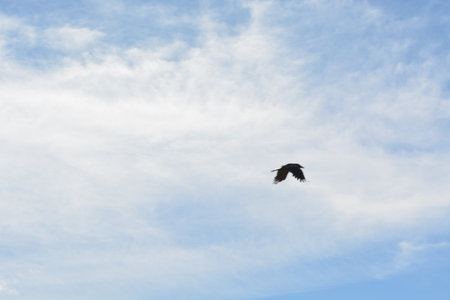 Majestic Bird Soaring High Against a Backdrop of Soft Clouds in a Vibrant Blue Sky