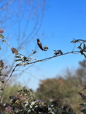 Colorful Bird Perched on a Branch Under a Clear Blue Sky in a Tranquil Garden During a Sunny...