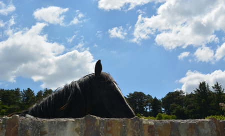 Majestic Horse Peeking Over a Stone Wall Under a Bright Blue Sky With Fluffy Clouds and Green Trees in the Backgroundの写真素材