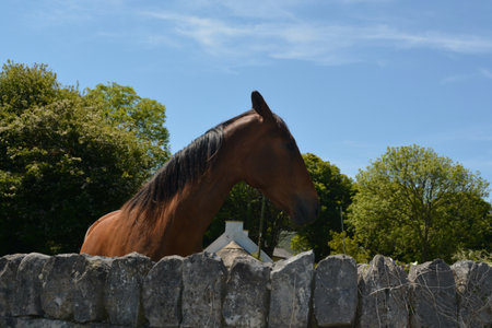 Horse Gracefully Standing Near a Stone Wall Under a Clear Blue Sky in a Serene Countryside Settingの写真素材