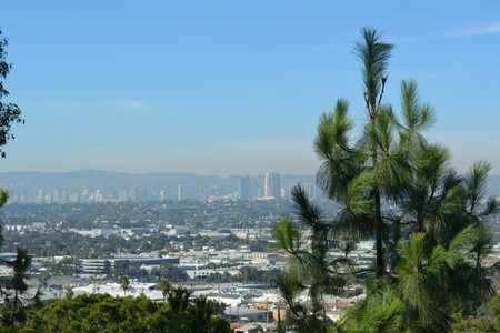 Urban Skyline View With Lush Pine Trees and Blue Skies in the Backgroundの写真素材