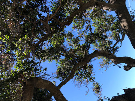 Lush Tree Branches Reaching Towards a Clear Blue Sky in a Serene Outdoor Settingの写真素材