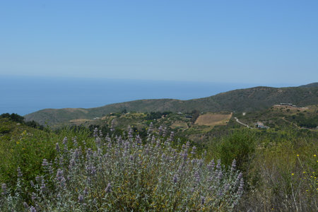 Expansive Coastal View With Purple Wildflowers in a Sunny Landscapeの写真素材