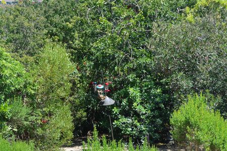 Colorful Birds Flit Around a Vibrant Garden Filled With Lush Greenery on a Sunny Dayの写真素材
