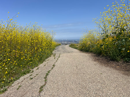 Golden Flowers Frame a Winding Path Leading to a Breathtaking View of the Valley Below on a Sunny Dayの写真素材