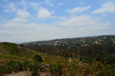 Scenic View of Rolling Hills and Blooming Flowers Under a Bright Blue Sky in a California Landscapeの写真素材