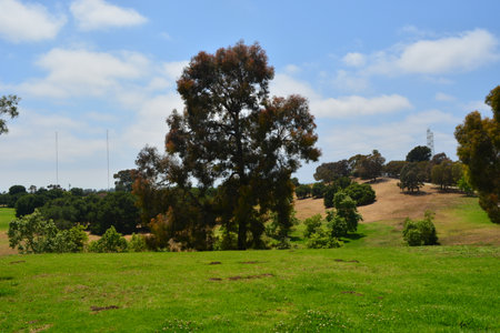 Lush Green Park Landscape Under a Bright Blue Sky With Trees and Rolling Hills in the Backgroundの写真素材