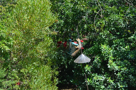 Hummingbirds Flocking to Feeders in a Vibrant Garden Filled With Lush Greenery Under the Bright Sunの写真素材