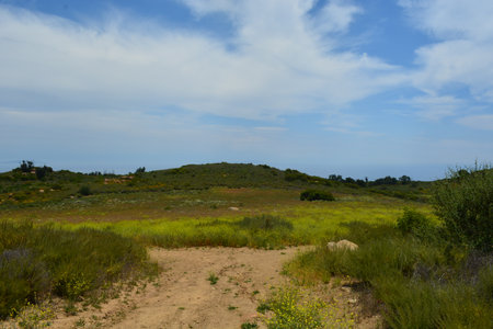 Expansive Landscape Reveals a Tranquil Path Through Wildflowers Under a Bright Blue Skyの写真素材