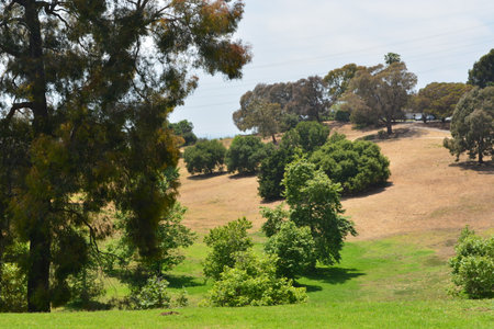 Sunny Afternoon in a Tranquil Park With Vibrant Green Treesの写真素材