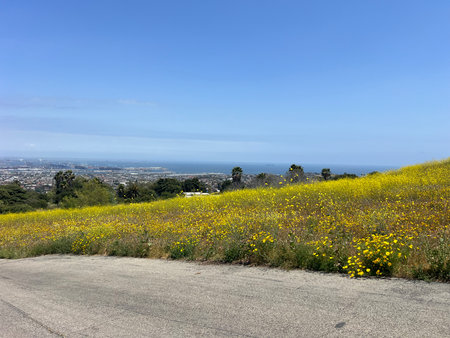 Bright Yellow Wildflowers Bloom on a Hillside Overlooking the Ocean and City Skyline on a Sunny Dayの写真素材