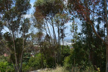 Tall Eucalyptus Trees Stand Gracefully Overlooking a Vibrant Cityscape on a Bright Sunny Day in Southern Californiaの写真素材