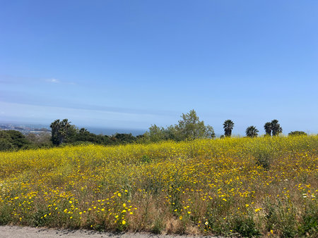 Vibrant Wildflowers Create a Colorful Landscape Under a Bright Blue Sky on a Sunny Dayの写真素材
