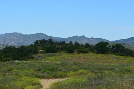 Vibrant Wildflower Landscape Under a Clear Blue Sky in a Peaceful Valley Surrounded by Mountainsの写真素材
