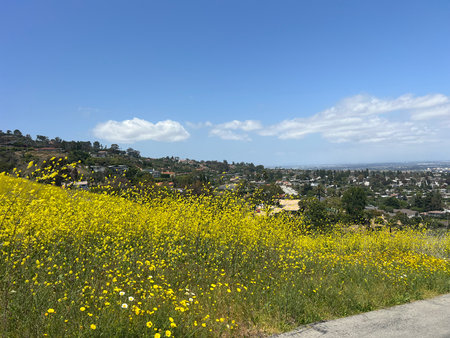 Bright Yellow Wildflowers Bloom Under a Clear Blue Sky Near a Scenic Hillside Communityの写真素材